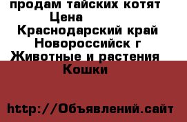 продам тайских котят › Цена ­ 1 500 - Краснодарский край, Новороссийск г. Животные и растения » Кошки   